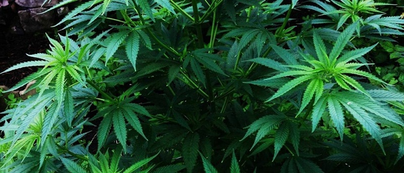 Itália discute legalização do cultivo de maconha em julho