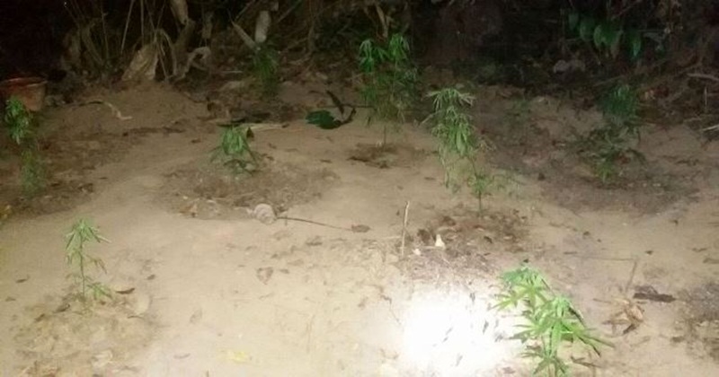 PM encontra 16 mudas de maconha na zona rural