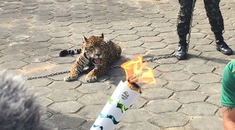 Exército é multado pelo Ipaam em R$ 40 mil por morte de onça Juma em Manaus