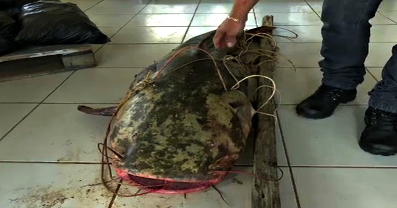 Homem pesca peixe de 70 kg no Rio Acre