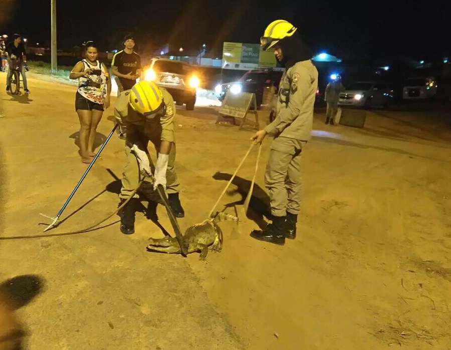 Jacaré é capturado na periferia de Rio Branco
