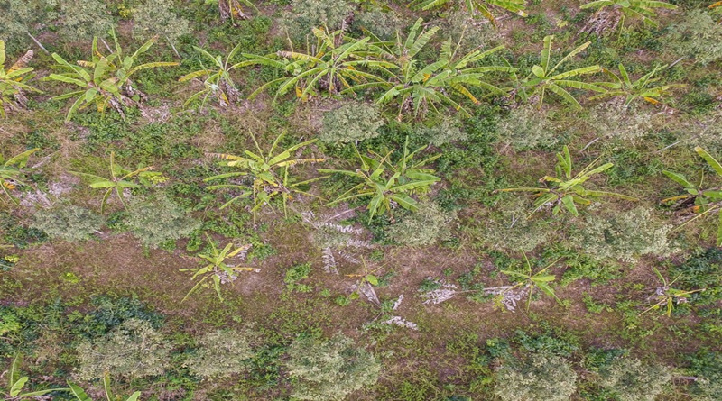 Governo e Cooperacre plantam quase 500 mil mudas de castanheira e seringueira