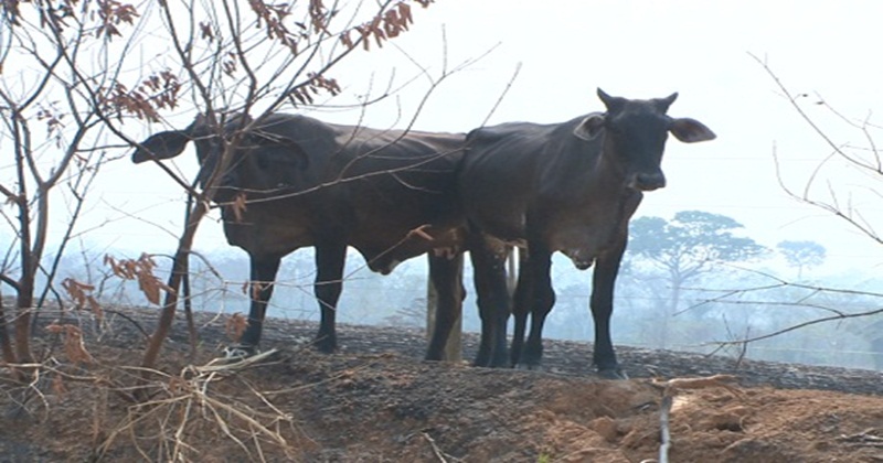 Falta de chuvas prejudica pecuária no Acre