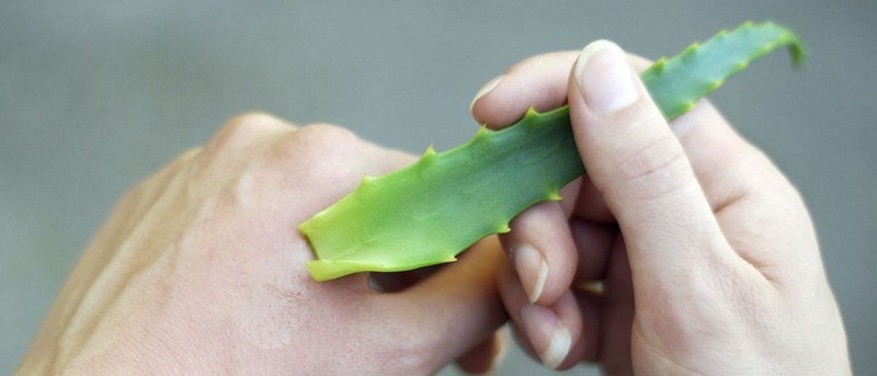 Aprenda a usar babosa na rotina de beleza