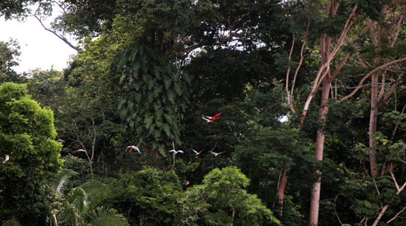 Redução do desmatamento ilegal no Acre é fruto de políticas públicas