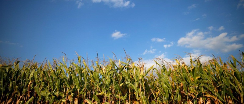 Em crise, setor do agronegócio perde receita e empregos