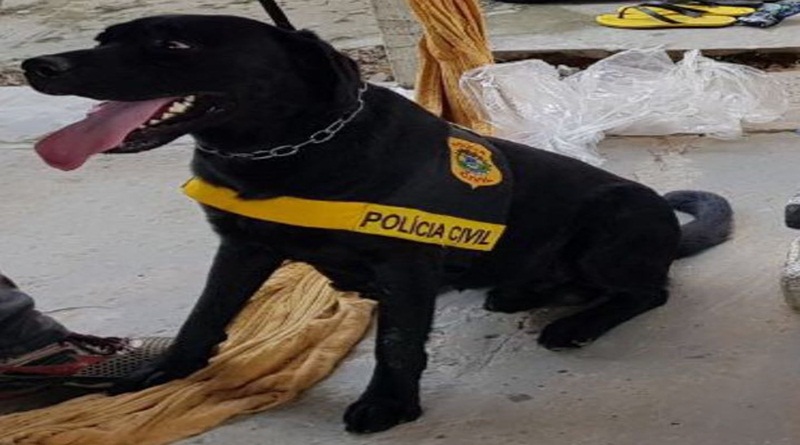 Polícia Civil recebe reforço de cão farejador e policiais são capacitados em Cruzeiro do Sul