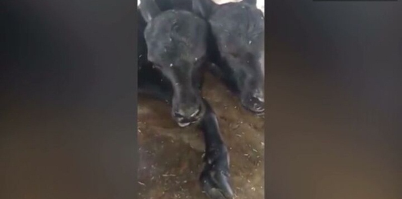 Incrível: Búfalo mutante com duas cabeças nasce no Paquistão