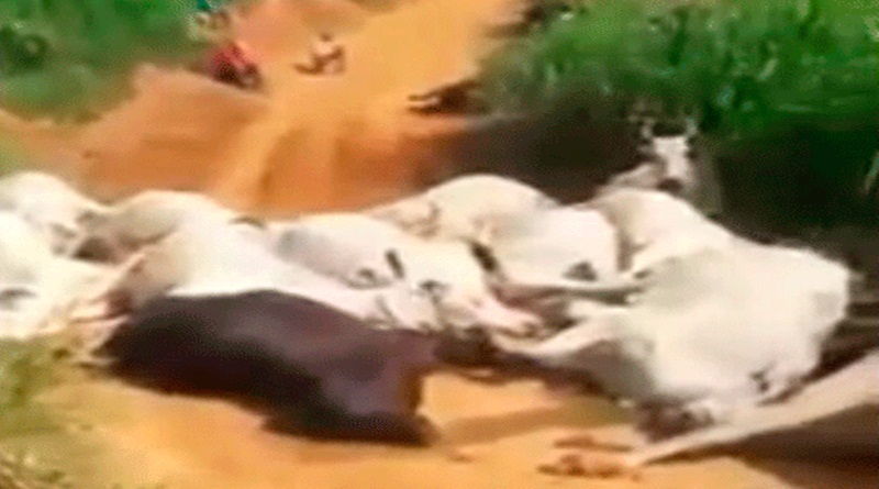 Cabo de energia rompe e mata 30 bois e um peão