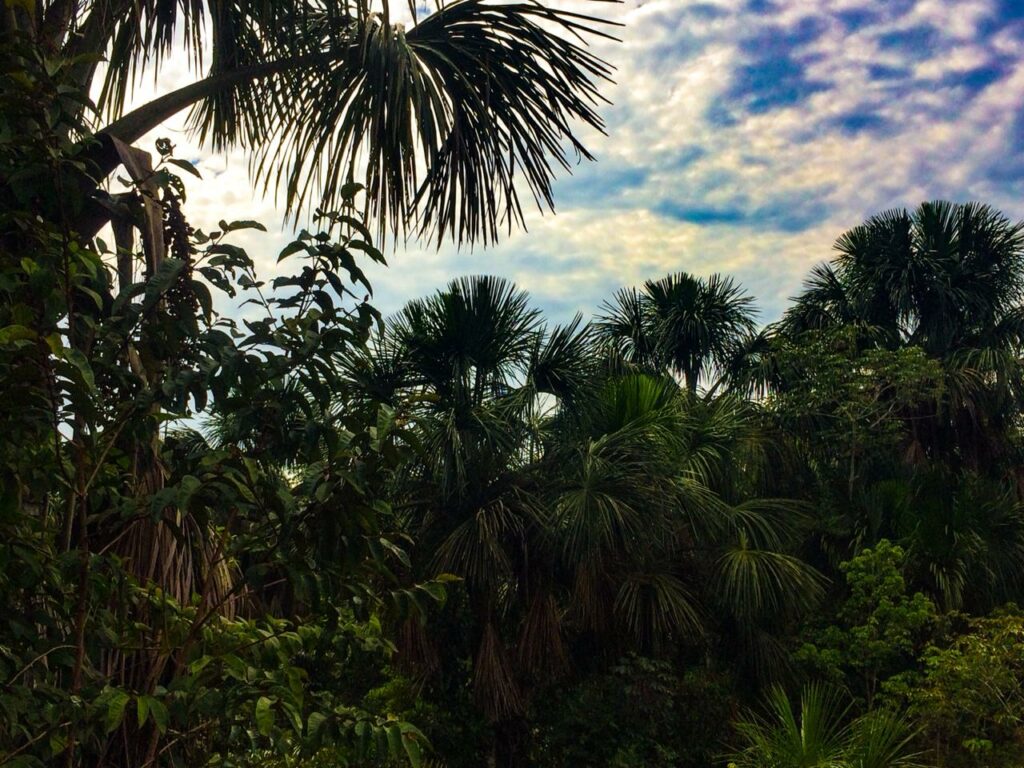 Buritizais e quelônios são preocupações de projetos desenvolvidos por professores da UFAC, em Cruzeiro do Sul