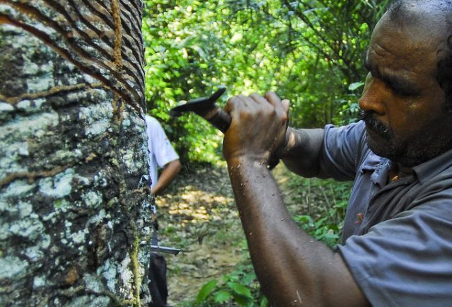 Acre é destaque em doutorado sobre administração pública com valorização ambiental
