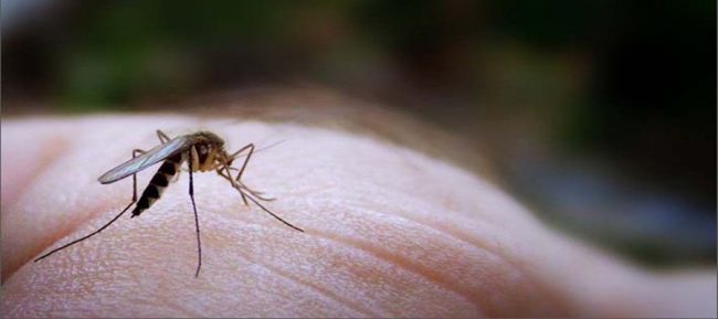 Casos de malária apresentam redução de 27% na cidade de Cruzeiro do Sul