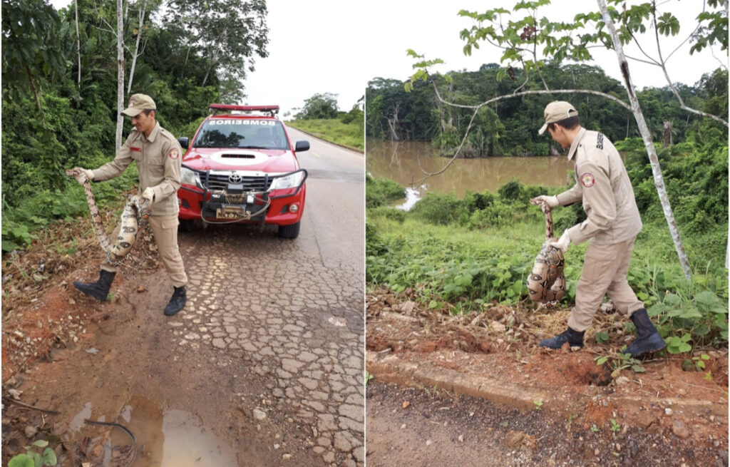 Bombeiros resgatam jiboia com mais de dois metros em prédio público em Sena Madureira