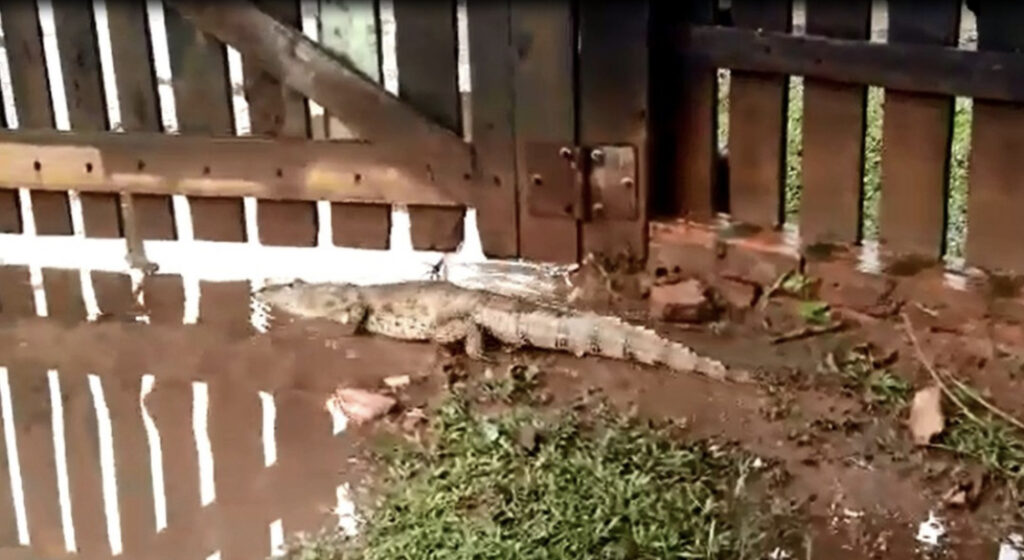 Jacaré aparece em quintal de casa após chuva em Rio Branco