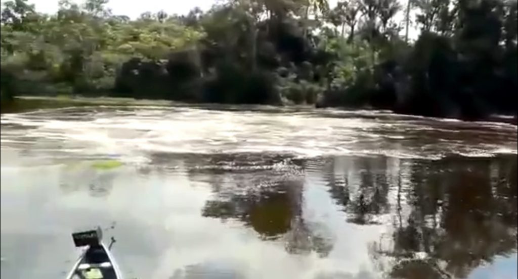 Mistério no Crôa: Fera das águas assusta moradores da comunidade de Cruzeiro do Sul