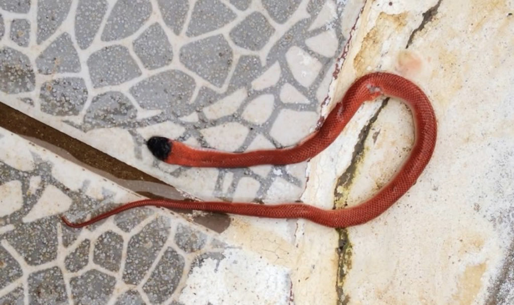 Ao sentir incômodo, jovem é surpreendido com filhote de cobra coral no sapato