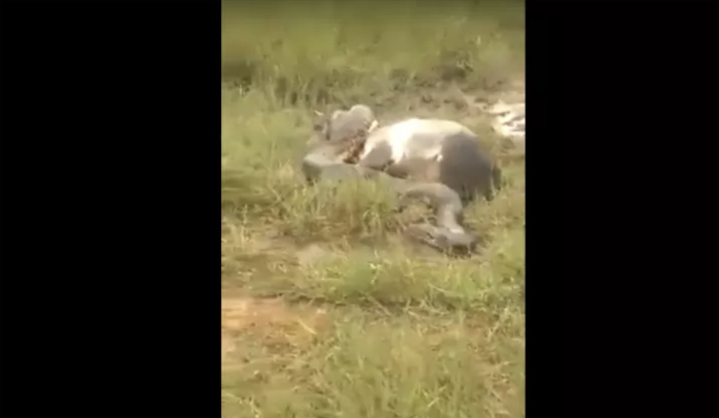Vídeo: sucuri de mais de 10 metros quase mata bezerro no interior do Acre