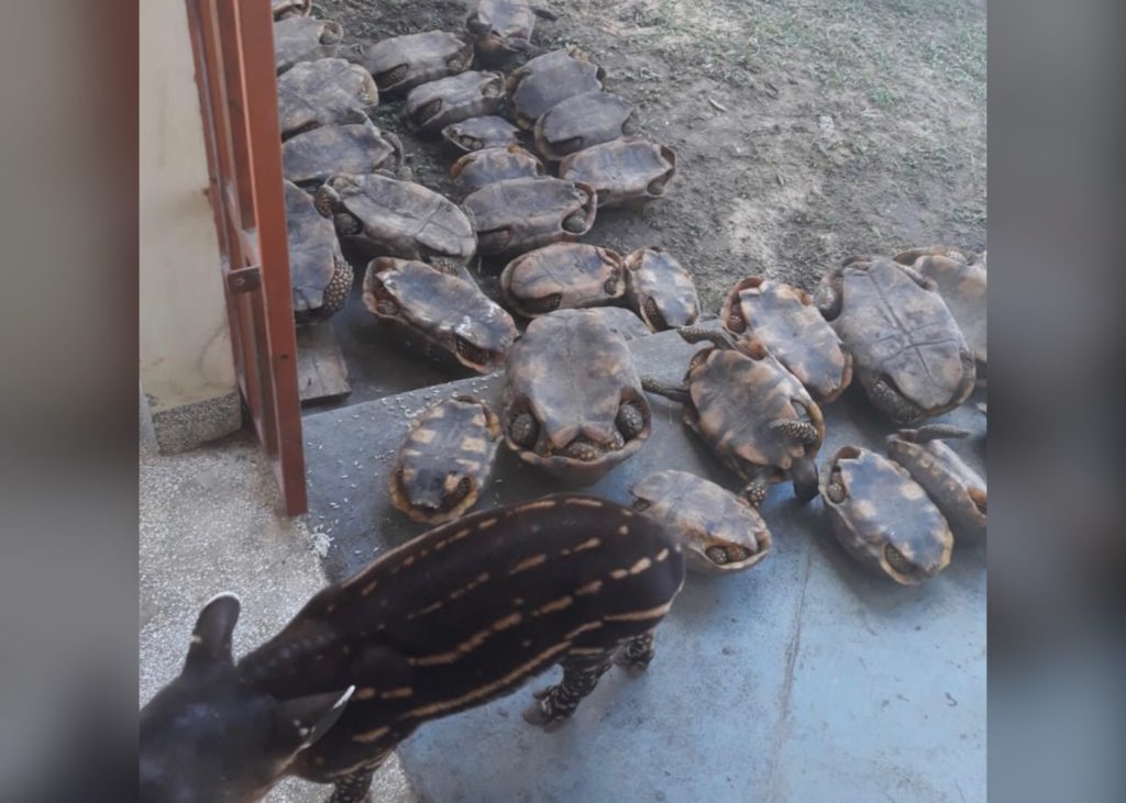 Vídeo: Polícias apreende quase uma tonelada de caça ilegal e mais de 80 jabutis vivos no Juruá