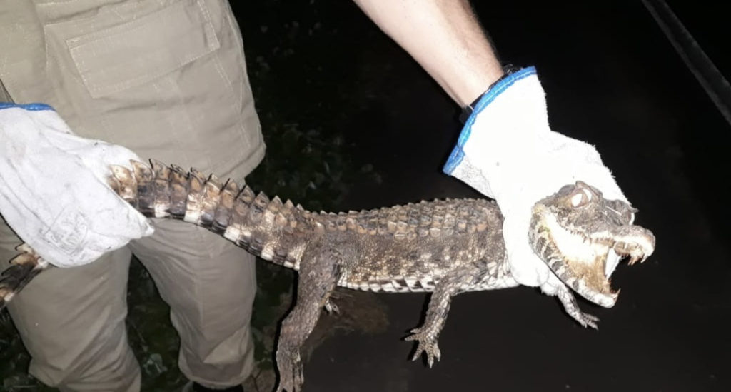 Bombeiros resgatam filhote de jacaré em rodovia de Cruzeiro do Sul