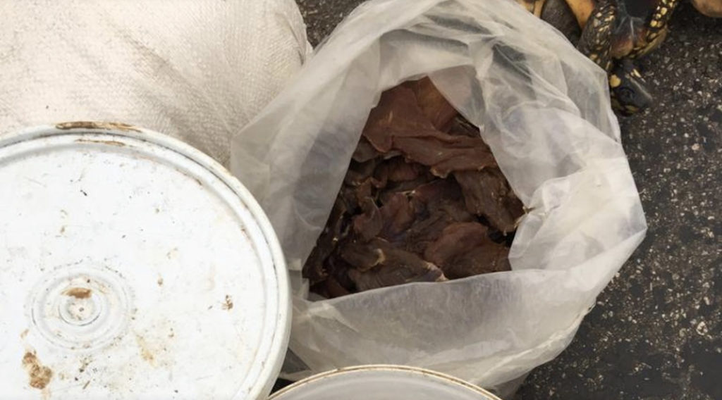 Homem é flagrado com mais de 11 quilos de carne de caça e sete jabutis em Sena Madureira