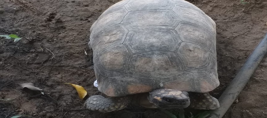 Polícia apreende mais 11 jabutis vivos e 25 kg de carne de caça em Cruzeiro do Sul