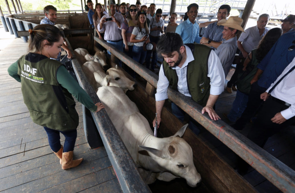 Acre se prepara para atingir status de estado livre de febre aftosa sem vacinação