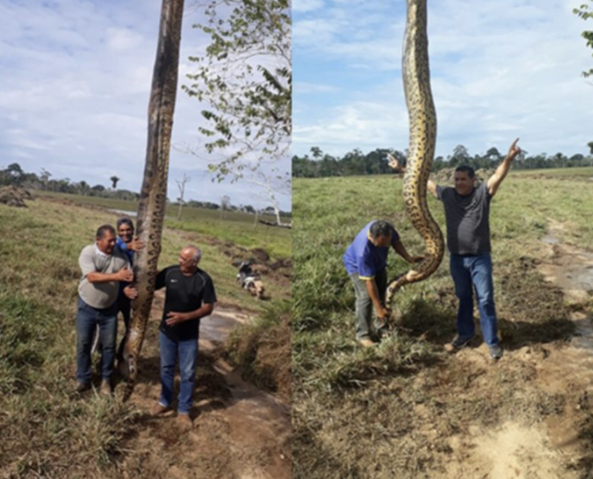 Cobra sucuri de quase 10 metros é capturada em açude do interior do Acre