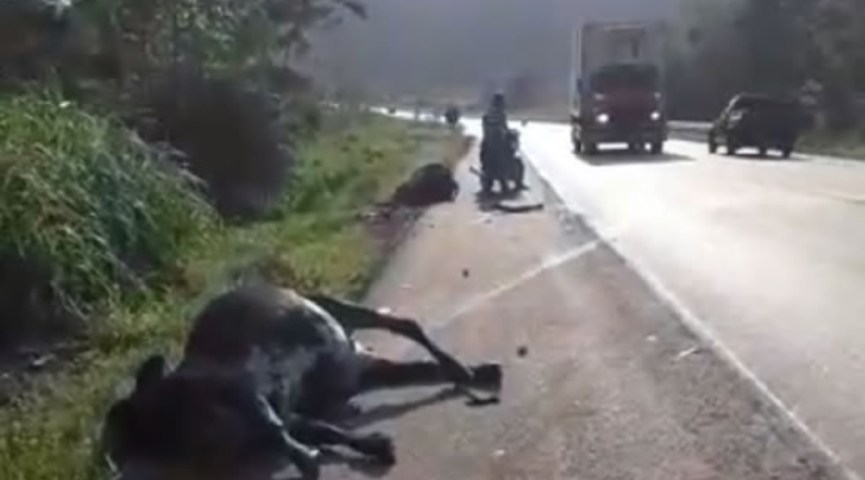 Carreta colide contra cinco vacas soltas na BR-364