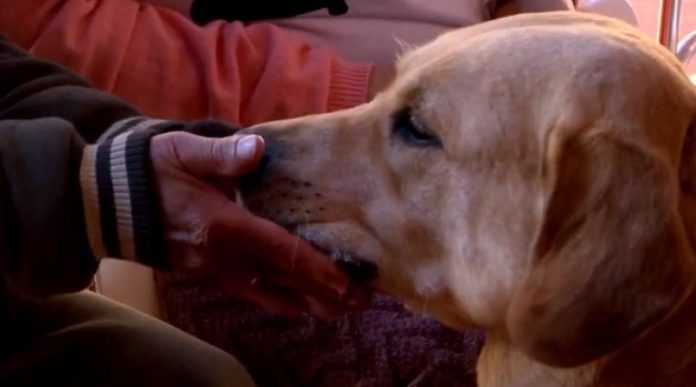 Polícia Civil prende acreano que abusava sexualmente de cachorro e garotos