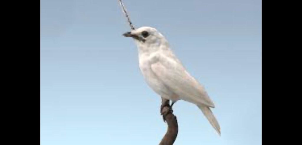 Ave da Amazônia tem o cântico mais vigoroso do mundo animal, diz revista científica