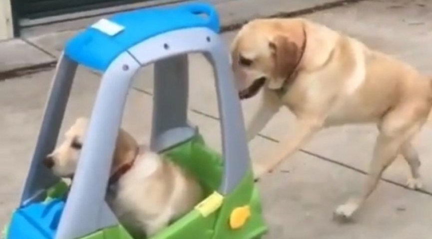 Labrador empurra carrinho e leva irmão para passear; veja vídeo