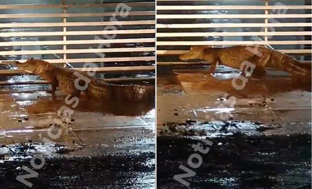 Jacaré é flagrado em calçada no 2º Distrito e surpreende criança: “Meu Deus ele tá andando”