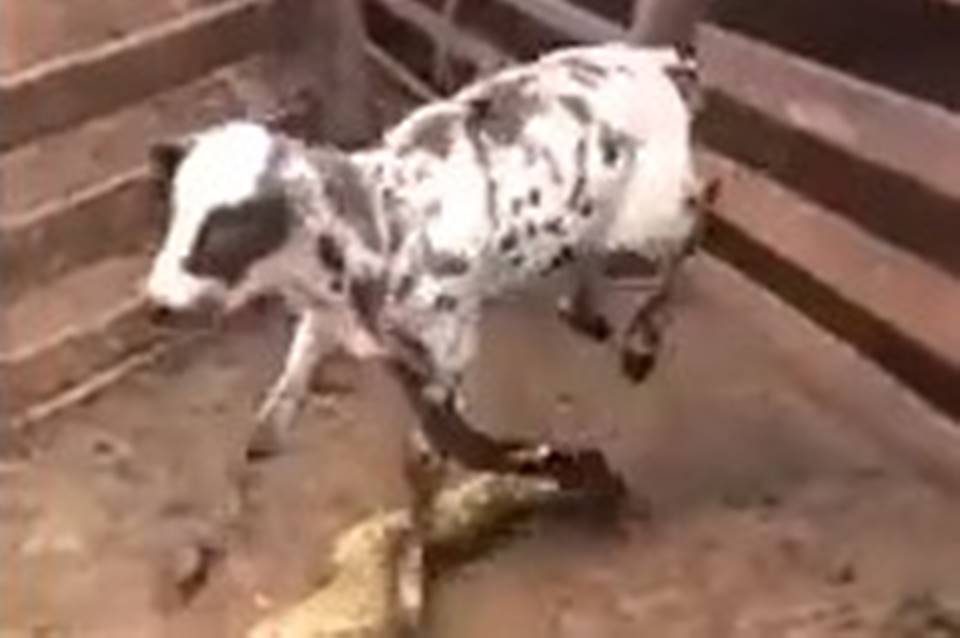 Sucuri gigante ataca bezerro em fazenda. Veja vídeo