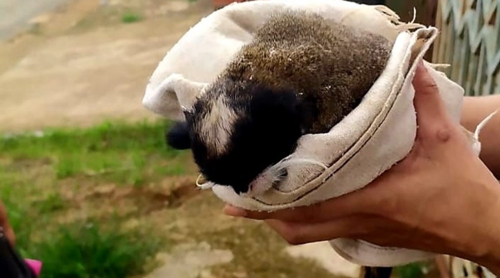 Macaco é resgatado com ferimentos após ataque de cachorro em casa na capital