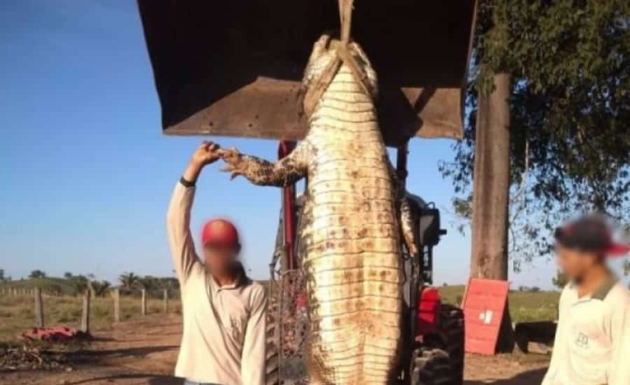 Jacaré gigante de quase 5 metros é capturado em fazenda