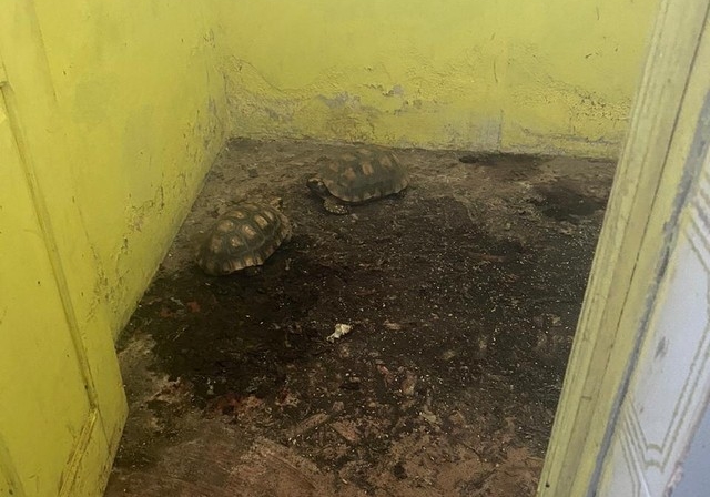 No Acre, MP acha jabutis em situação de maus-tratos dentro de órgão ambiental