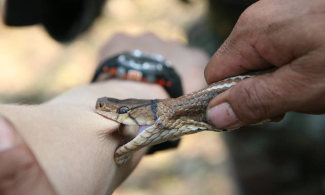 Acre é segundo estado na região amazônica em percentual de mortes por picada de cobra
