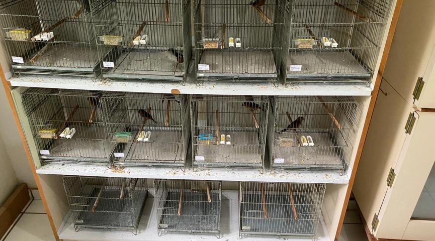 No Acre, pássaros cantam incansavelmente por várias horas após morte do dono