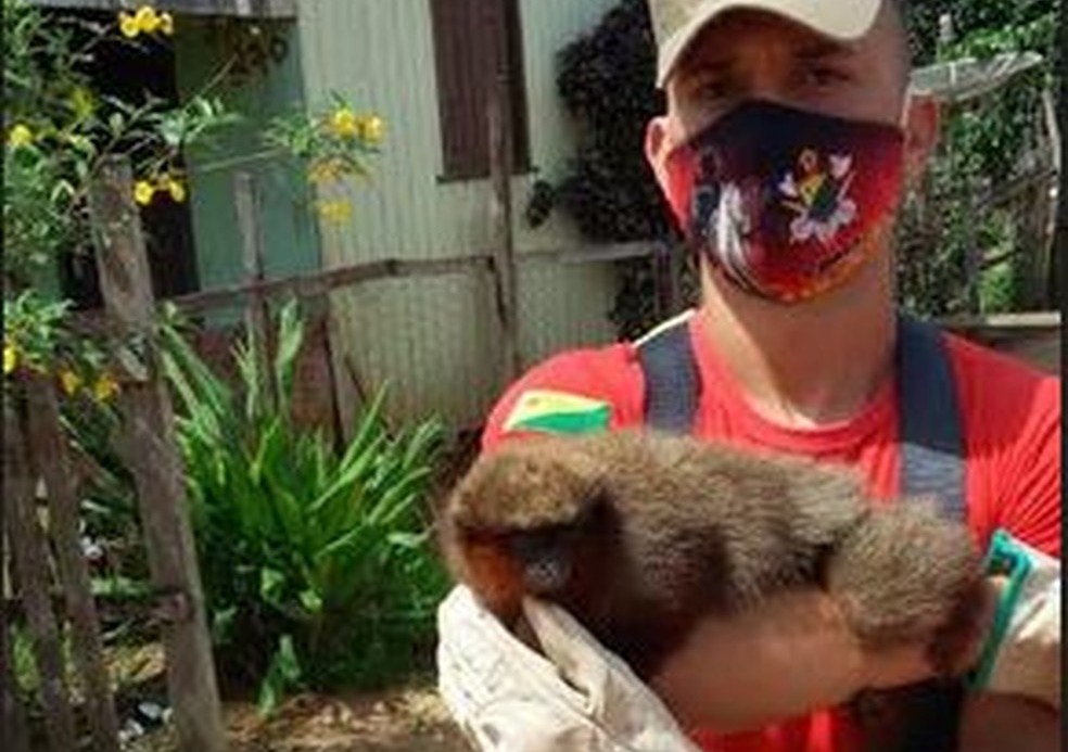 No Acre, macaco ‘zogue-zogue’ é resgatado após bombeiros receberem denúncia de maus tratos