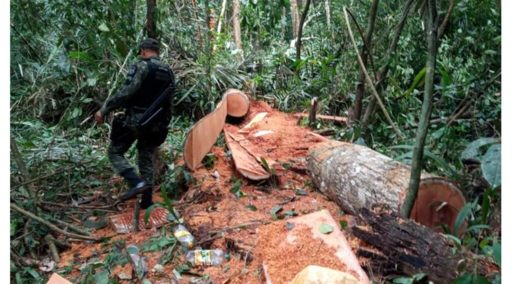 Polícia Militar apreende madeira ilegal e identifica derrubada de samaúma em floresta