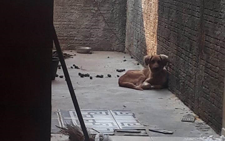 Cães abandonados passam fome e sede no Conjunto Buritis