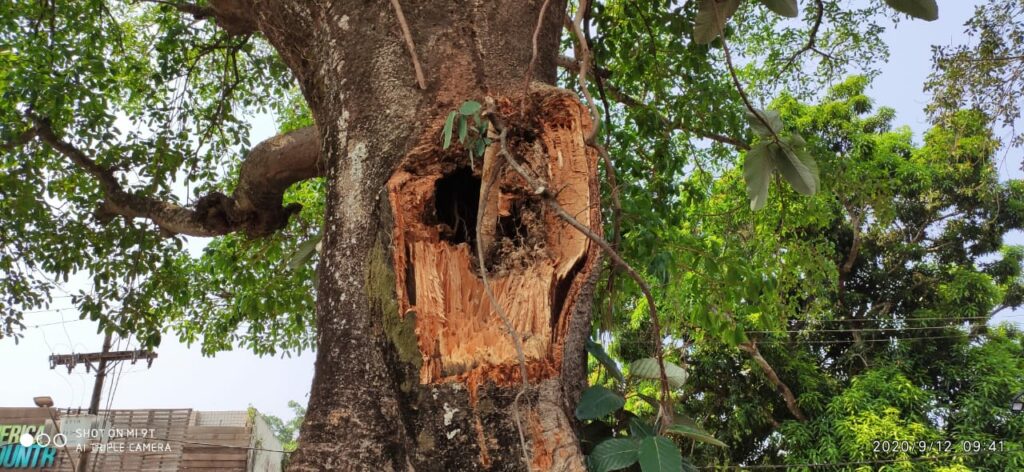 Após fiscalização, prefeitura diz que não houve crime ambiental em árvore da Gameleira