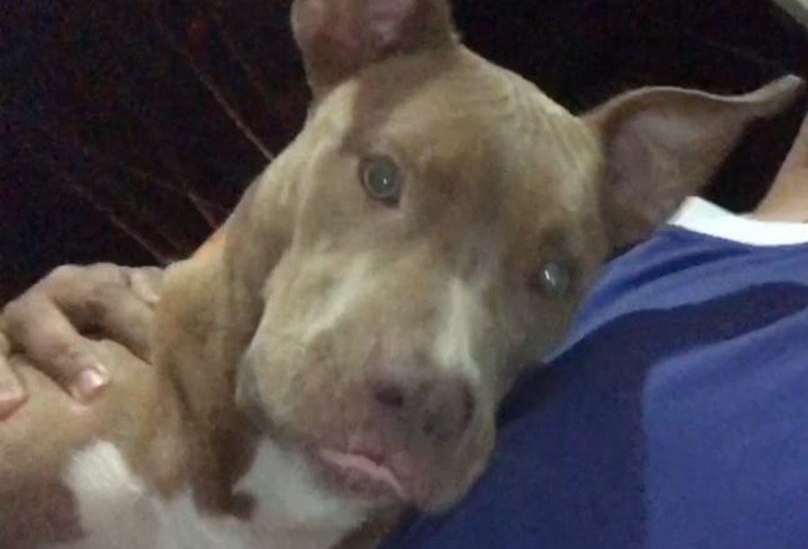 Em Rio Branco, bandidos entram em residência, fazem a limpa e levam até pitbull