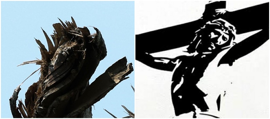 Fotógrafo acreano capta “imagem” de Jesus Cristo em samaúma no Croa