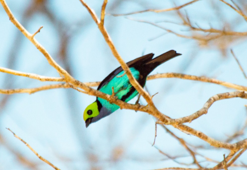 Biólogos preparam livro com fotos de 169 espécies de aves do Juruá após dois anos de pesquisa