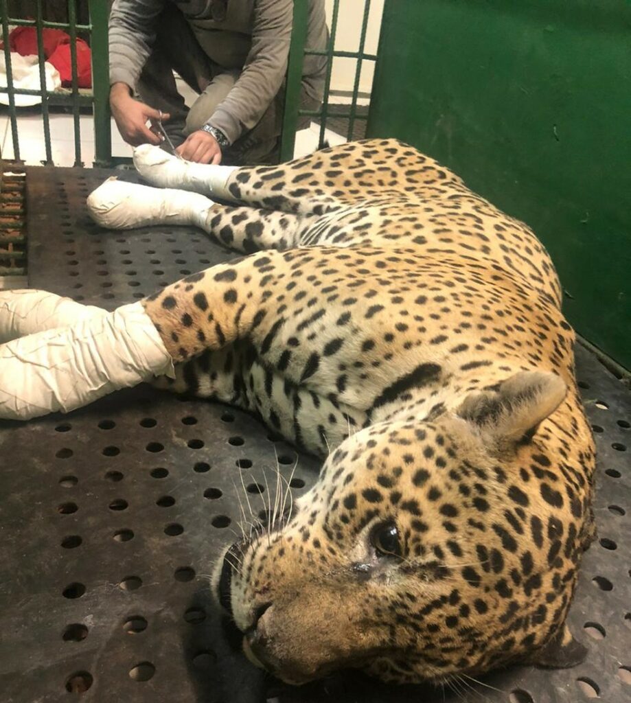 Onça-pintada é resgatada do Pantanal com queimaduras e transferida de helicóptero ao hospital veterinário
