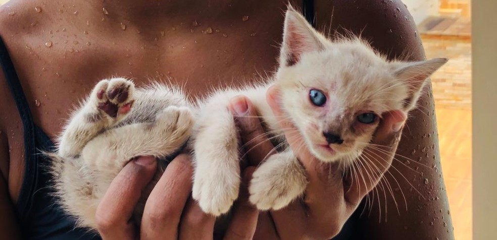 Câmeras de segurança flagram motorista jogando gata pela janela de carro no AC;