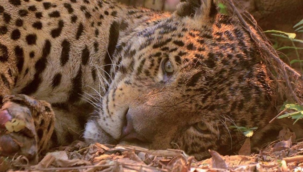 Fogo destrói 85% de parque que tem maior concentração de onças-pintadas do mundo