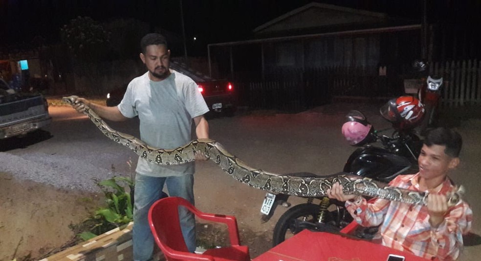 Motorista encontra jiboia com mais de 4 metros em estrada do Acre