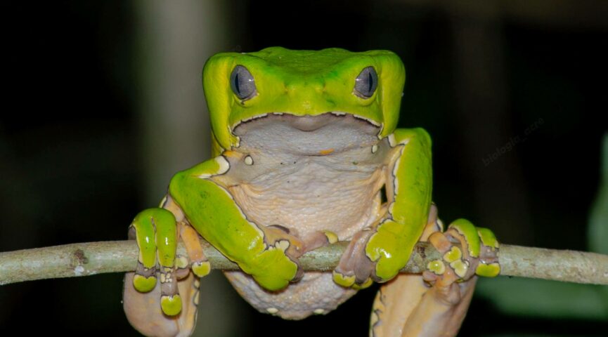 Sapo Kambo utilizado para produção de vacina encontrado em igarapé no Acre